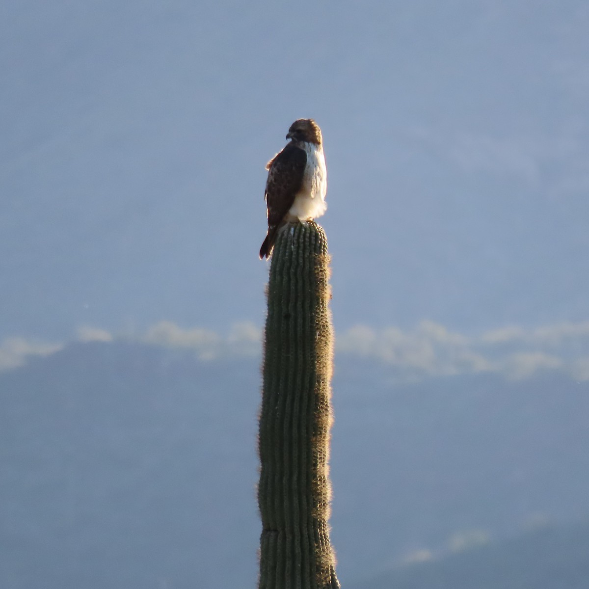 Red-tailed Hawk - ML646991897