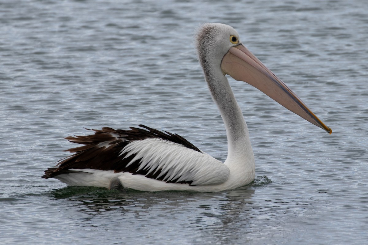 Australian Pelican - ML646991900