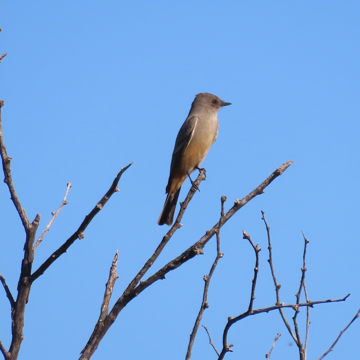 Say's Phoebe - ML646991902