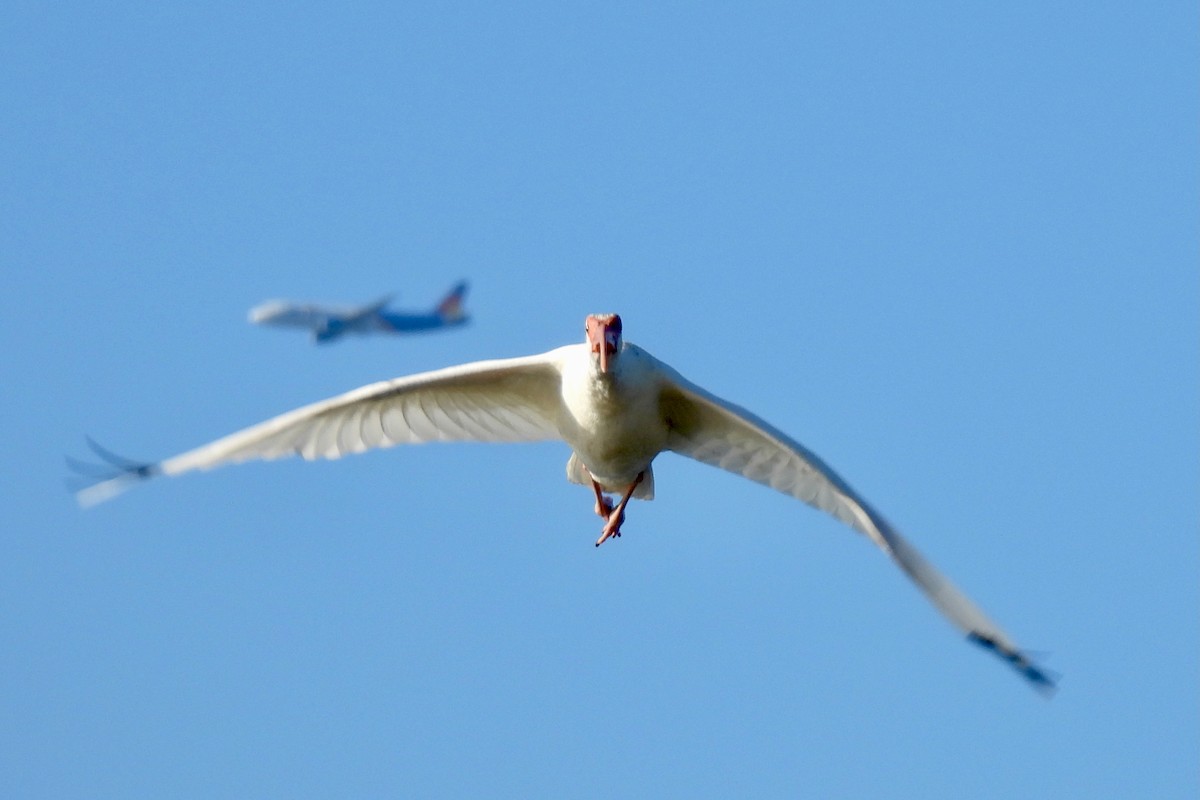 シロトキ - ML646991905