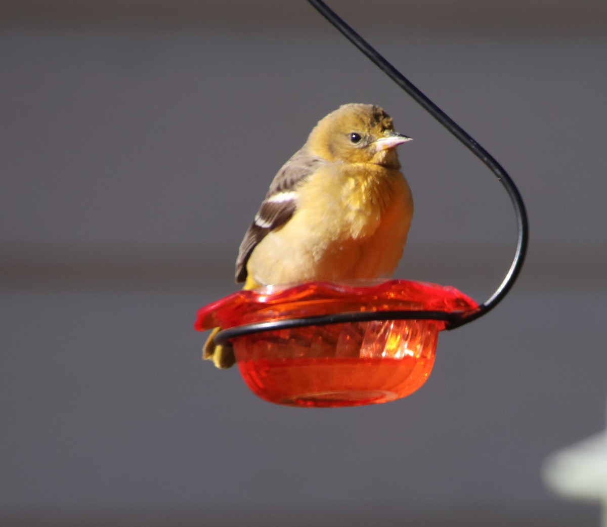 Baltimor Turpiyalı - ML646991906