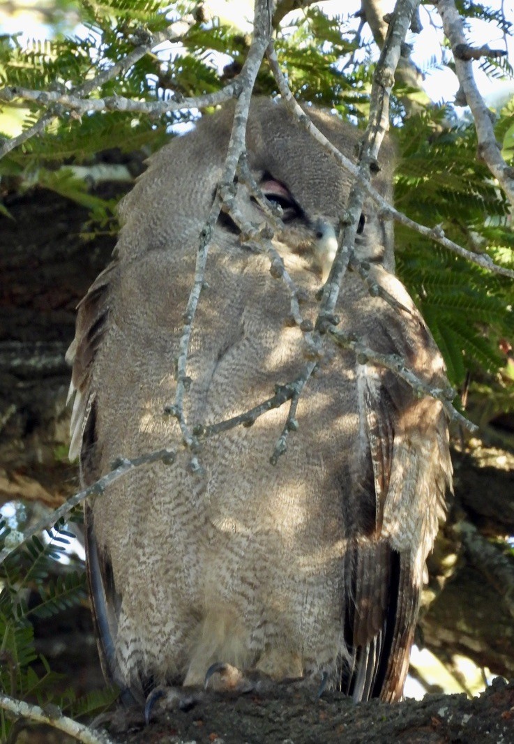 Verreaux's Eagle-Owl - ML646991907