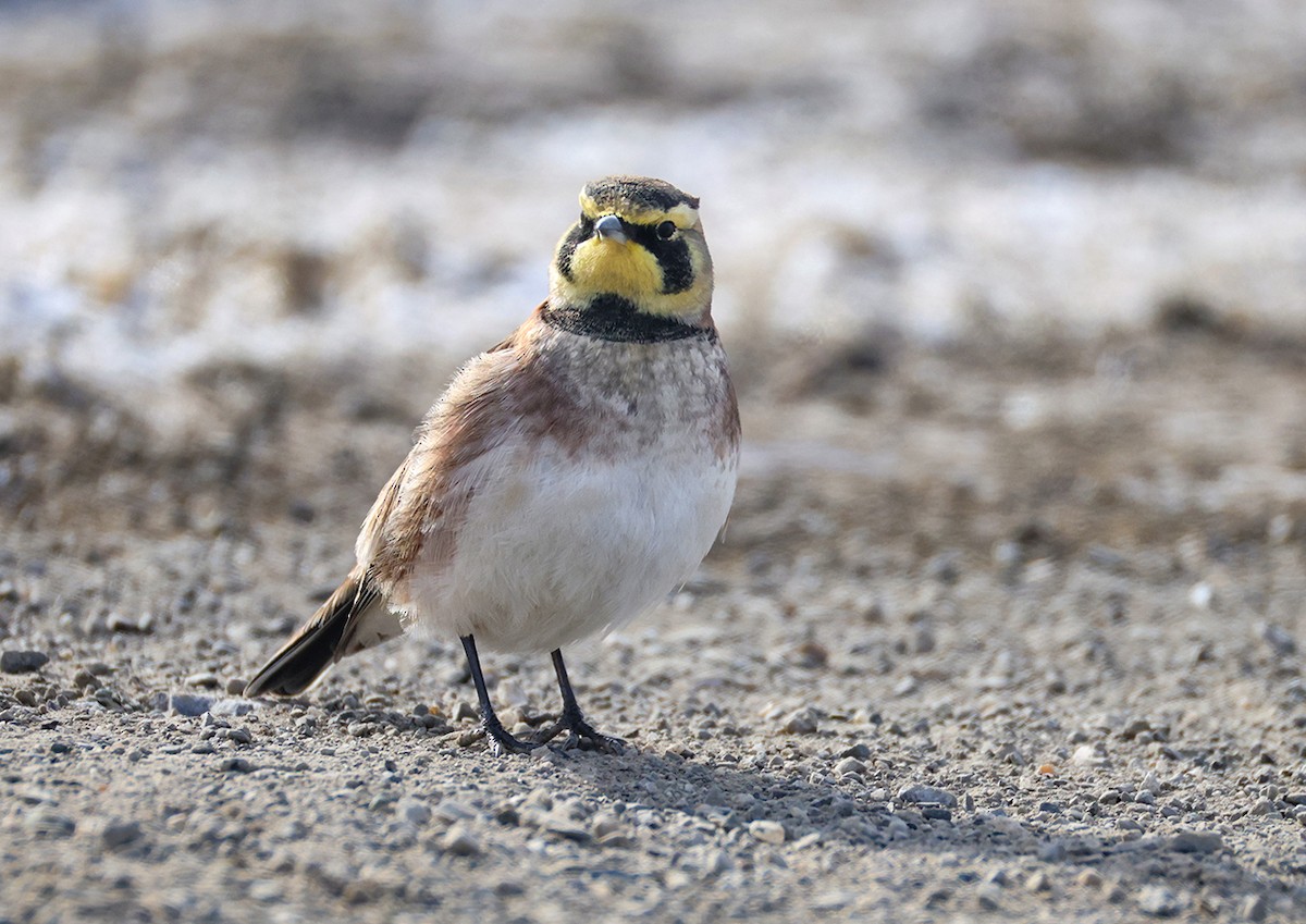 Horned Lark - ML646991908