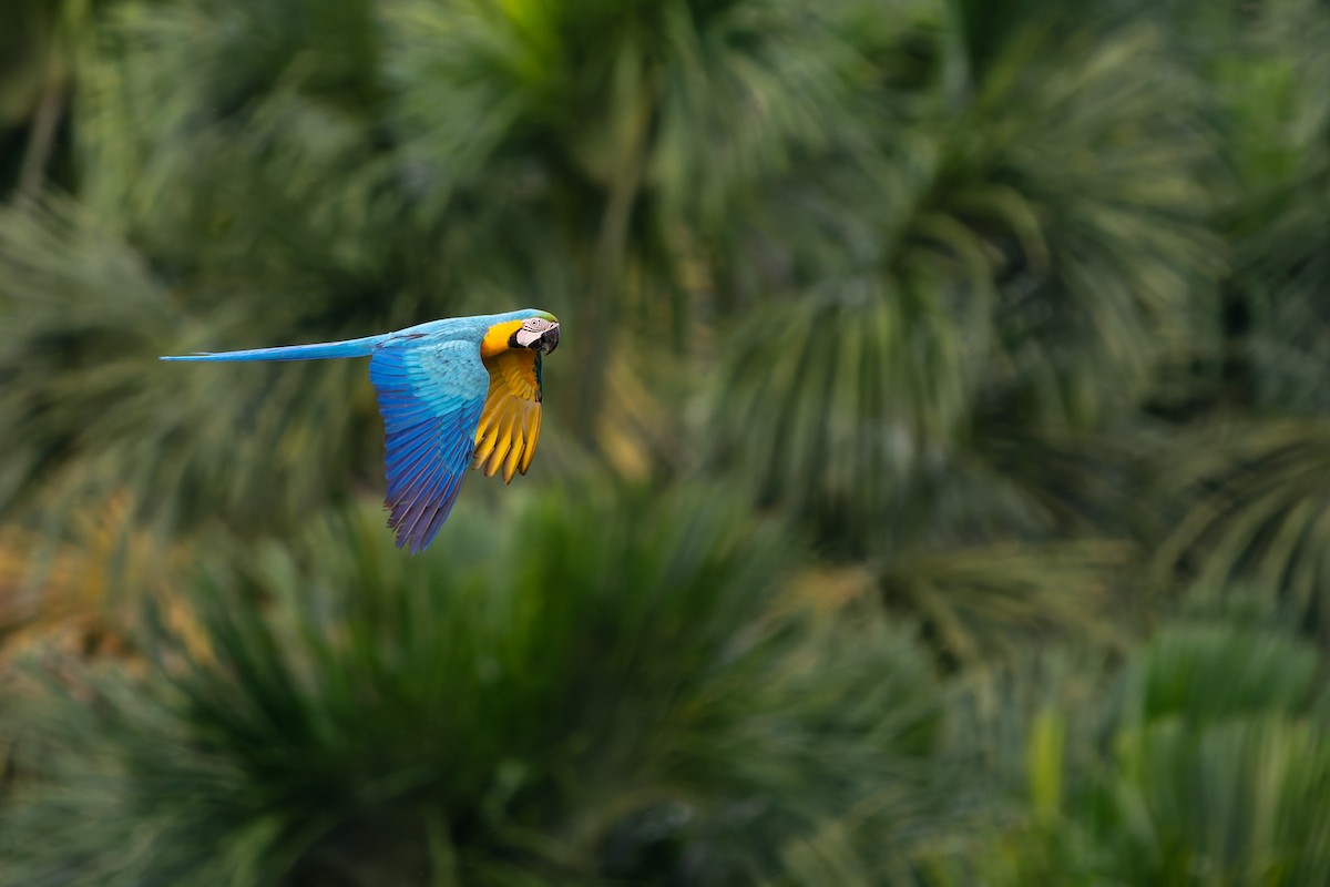 Сине-жёлтый ара - ML646991909