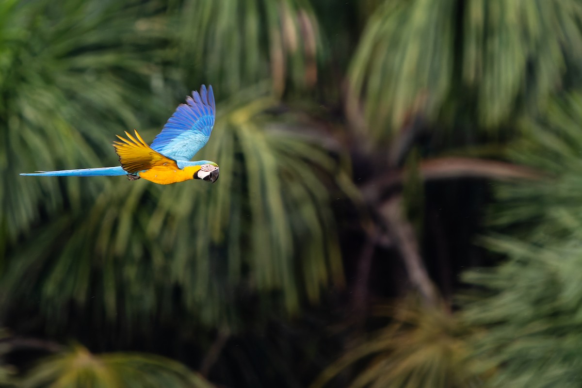 Сине-жёлтый ара - ML646991910