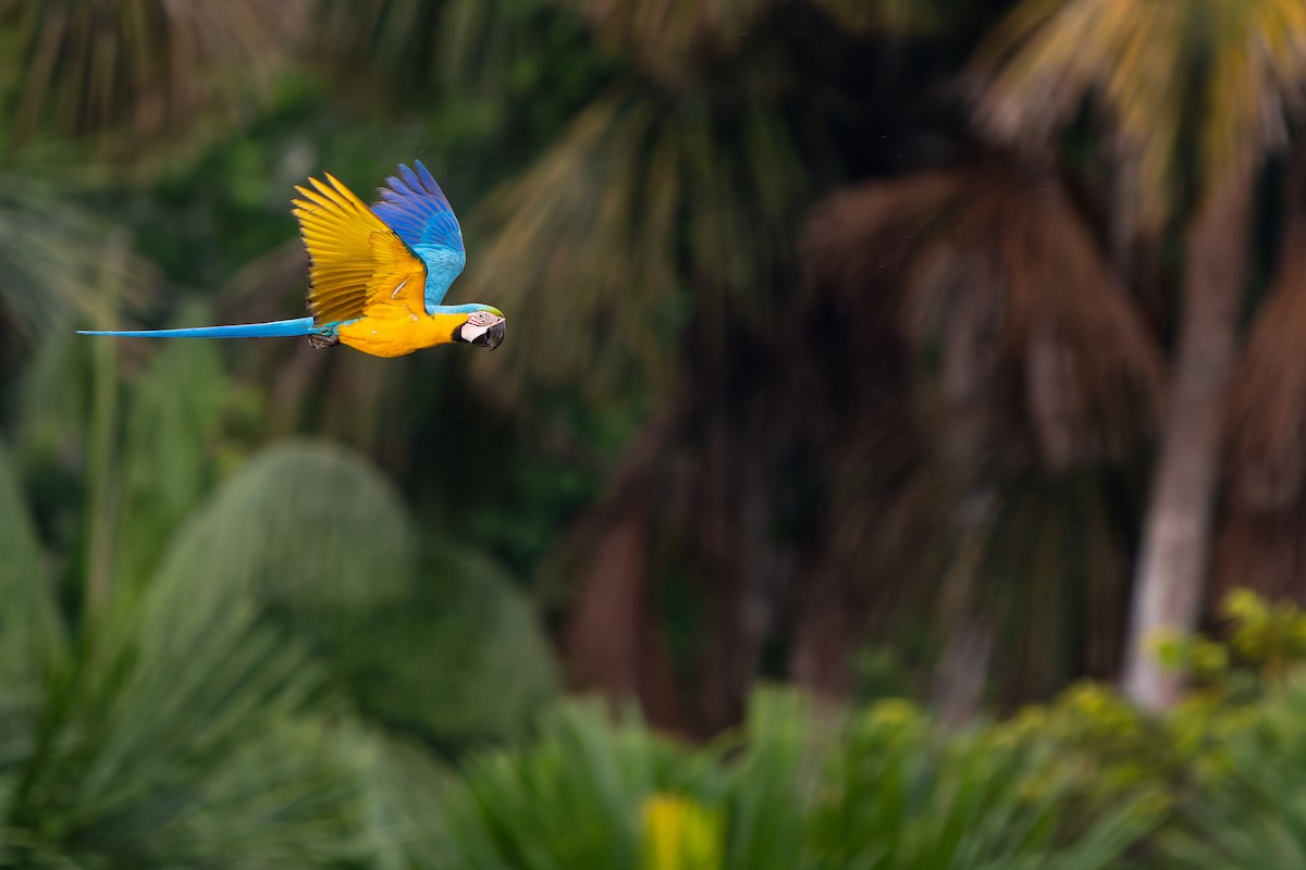 Сине-жёлтый ара - ML646991911