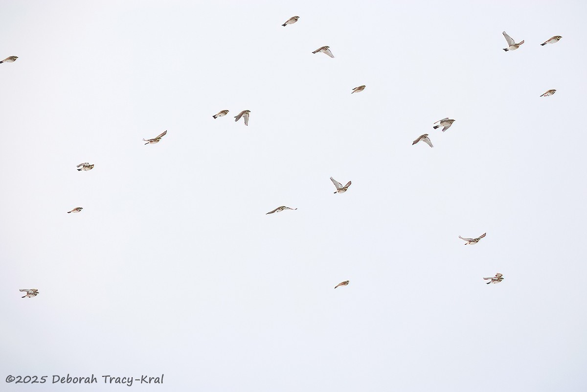 Horned Lark - ML646991916