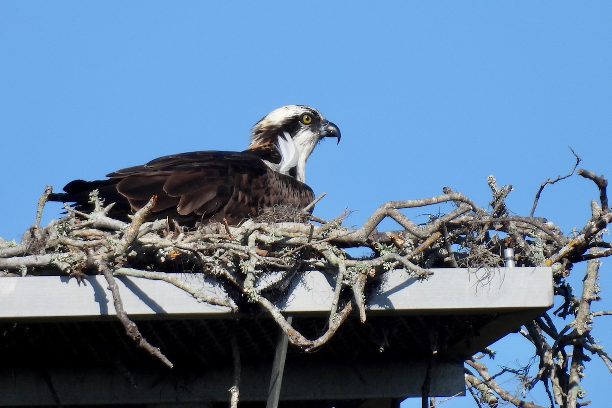 ミサゴ - ML646991922