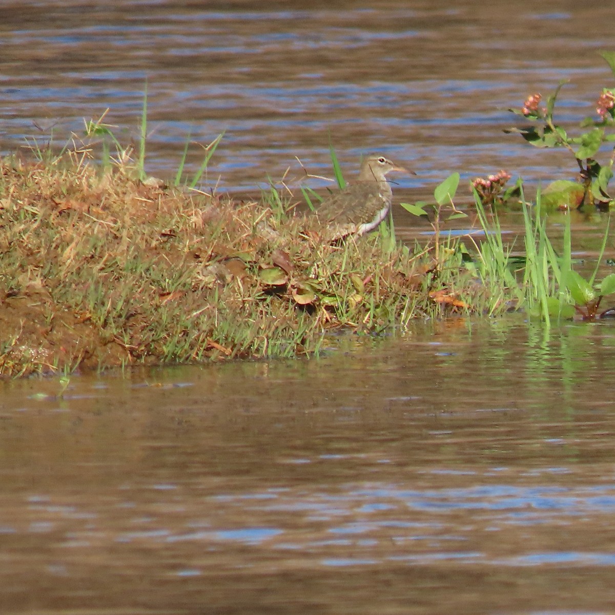 Spotted Sandpiper - ML646991924