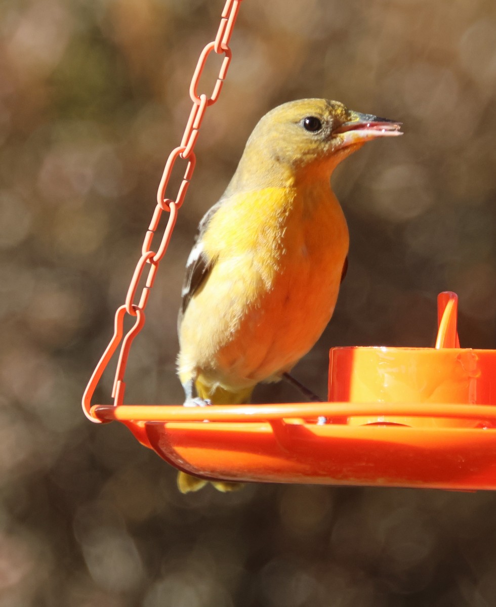 Baltimor Turpiyalı - ML646991926