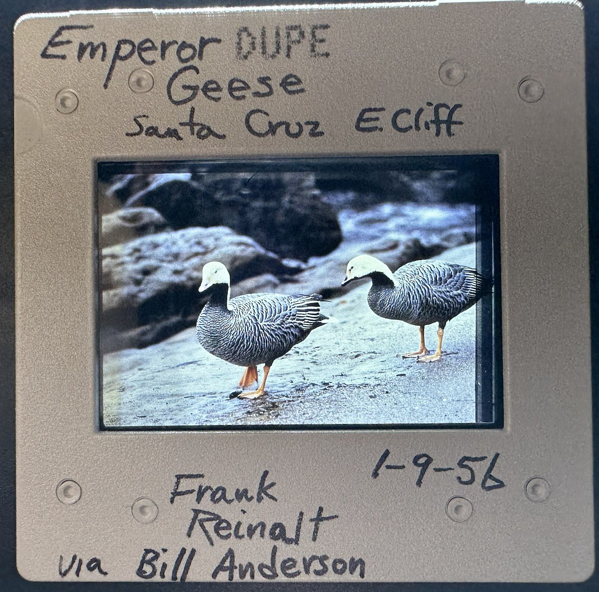 Emperor Goose - ML646991940