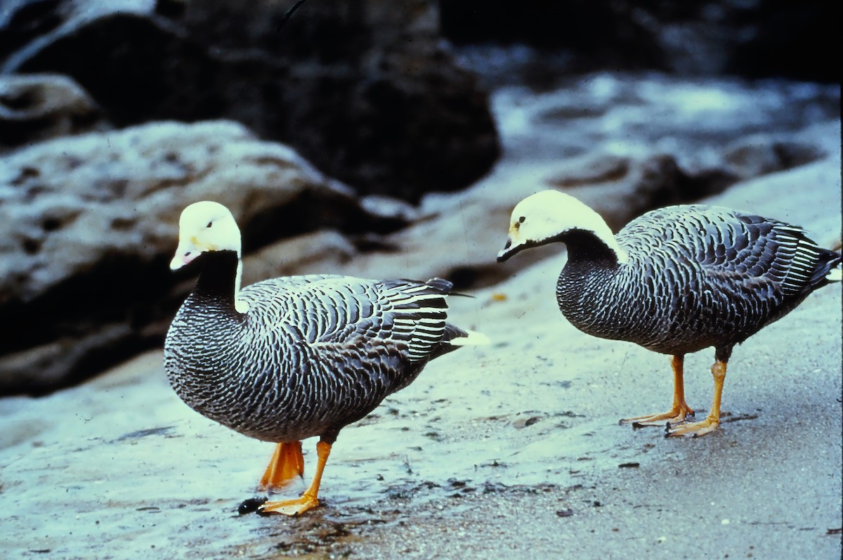 Emperor Goose - ML646991941