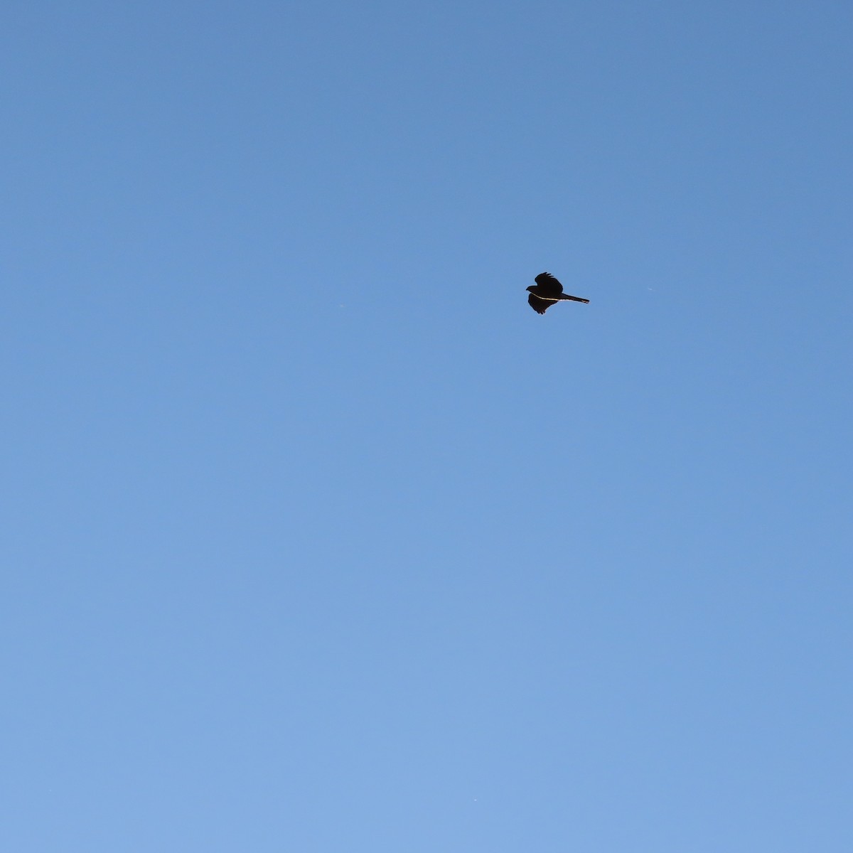 Sharp-shinned Hawk - ML646991943
