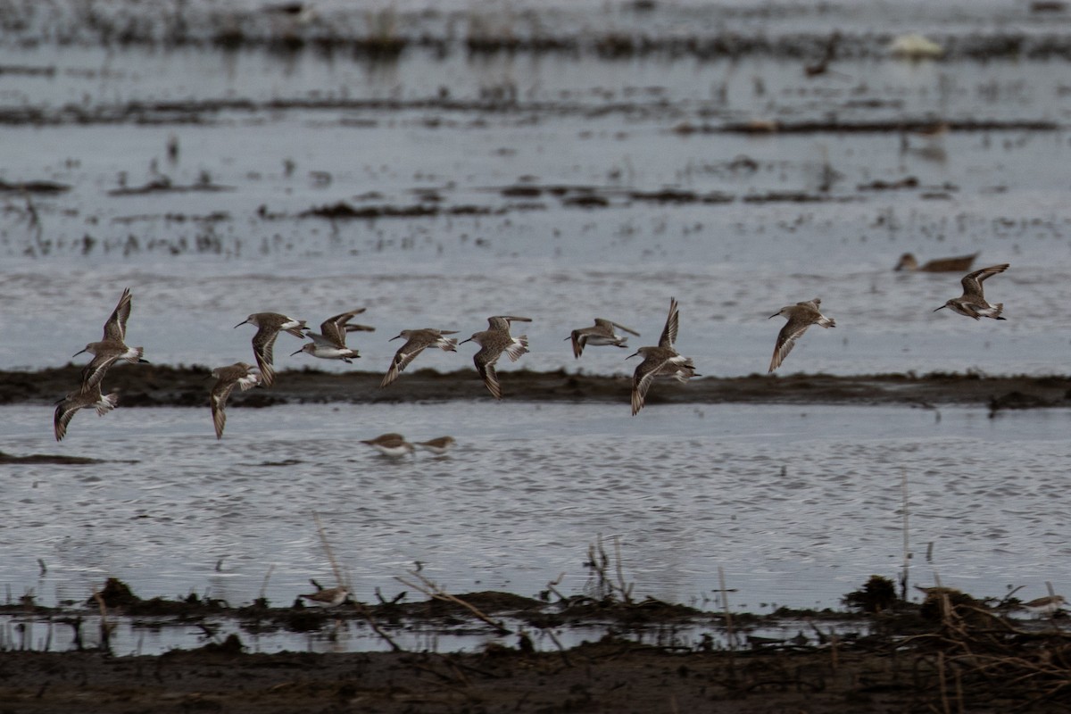 Curlew Sandpiper - ML646991946