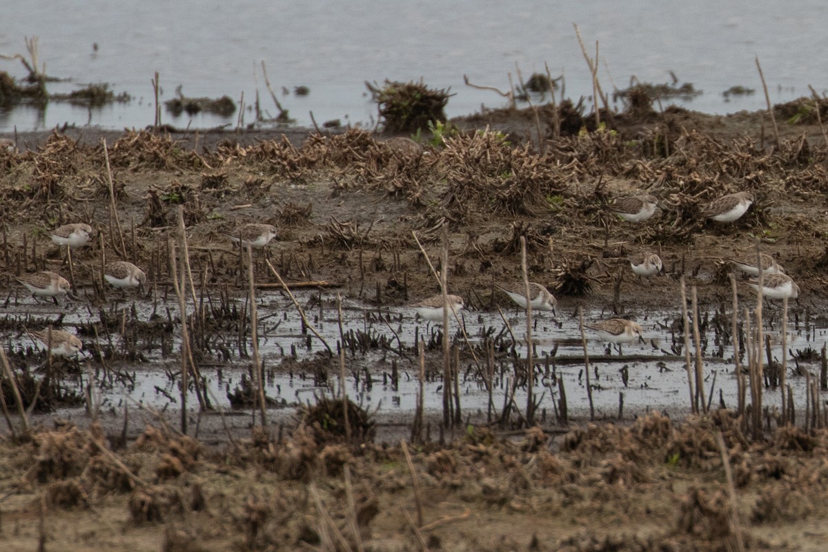 Red-necked Stint - ML646991948