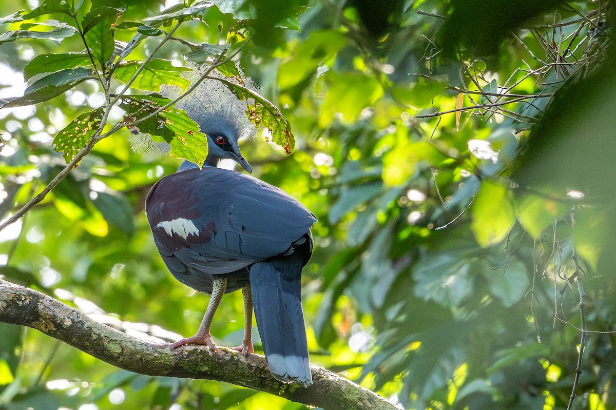 gråbrystkrondue - ML646991951