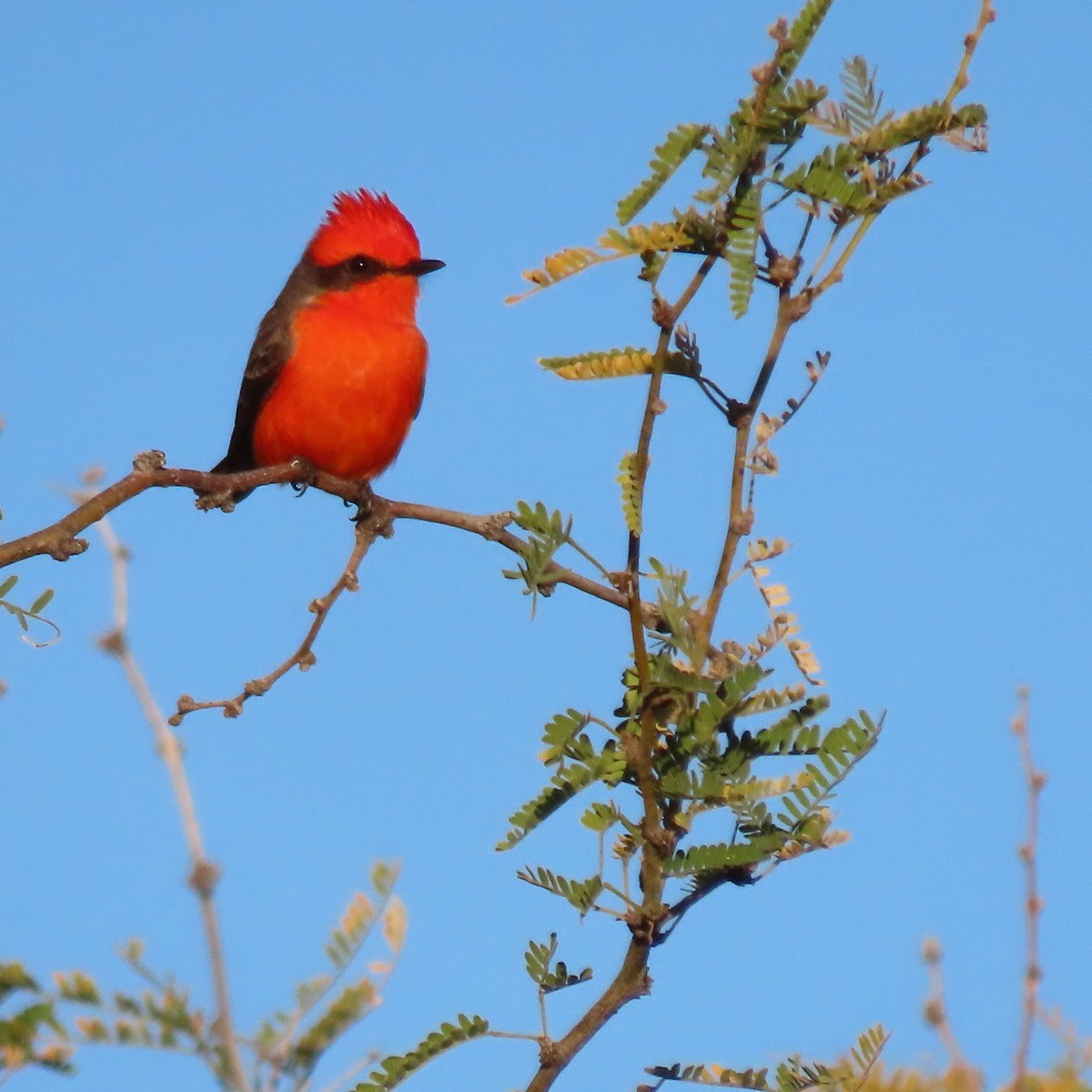 Vermilion Flycatcher - ML646991952