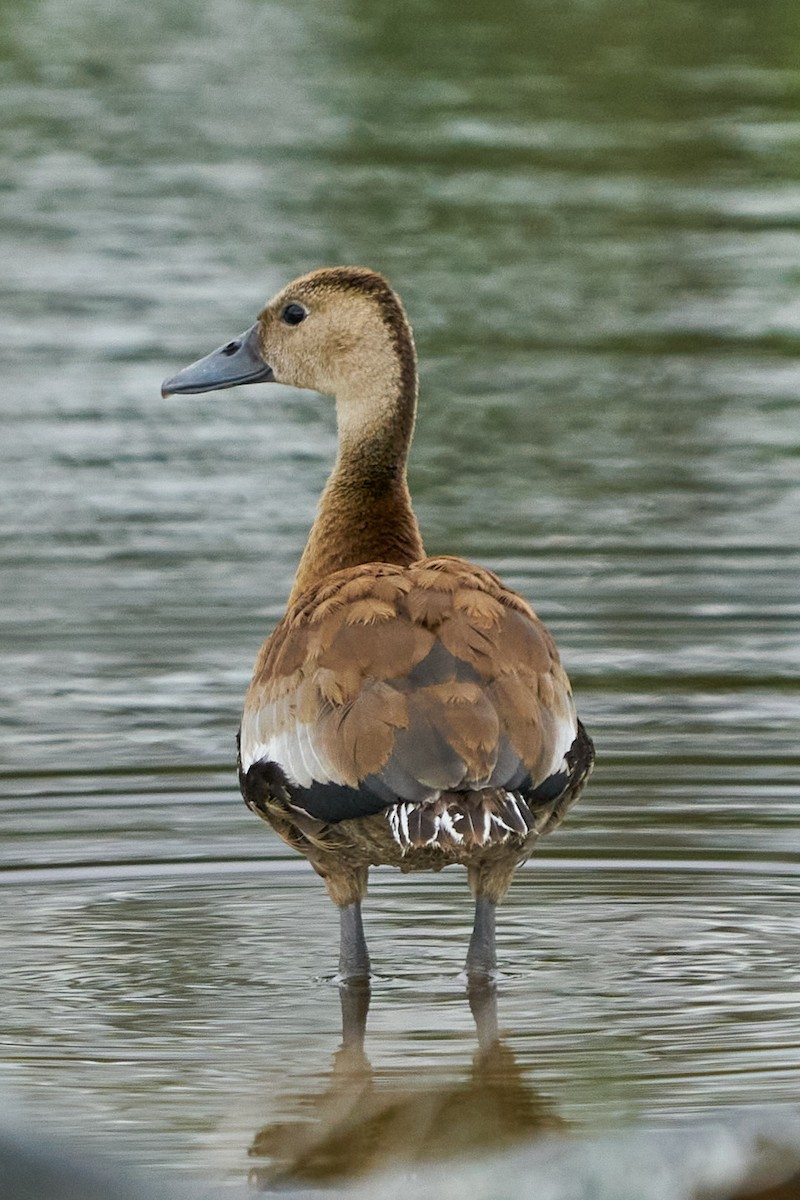 Kara Karınlı Islıkçı Ördek - ML646991953