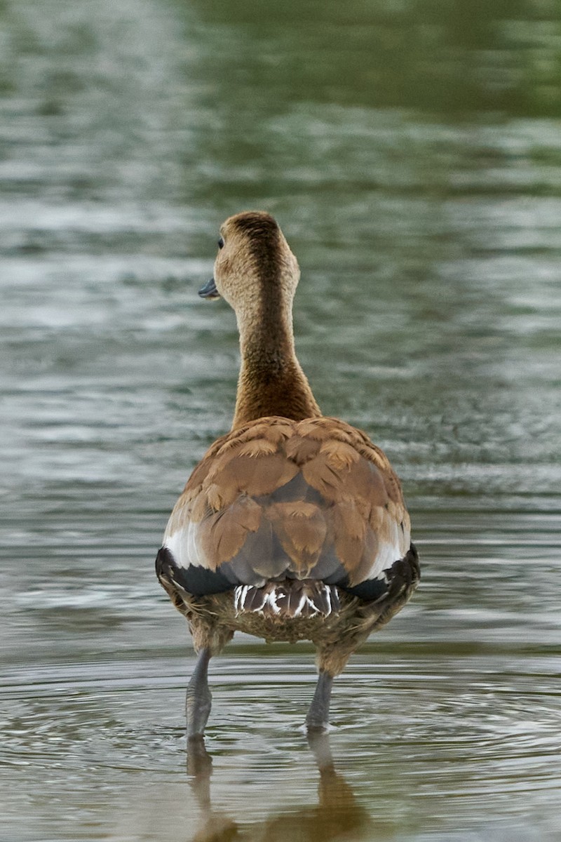 Kara Karınlı Islıkçı Ördek - ML646991954