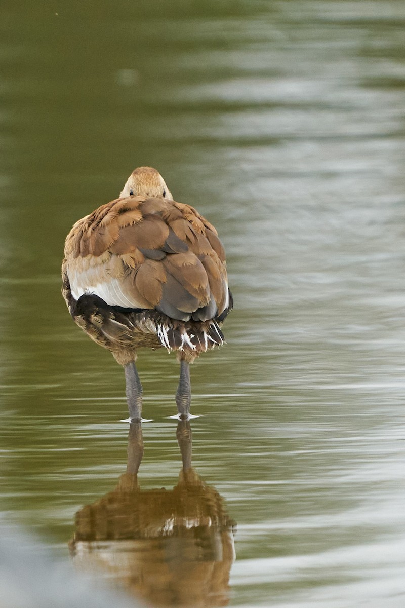 Kara Karınlı Islıkçı Ördek - ML646991955