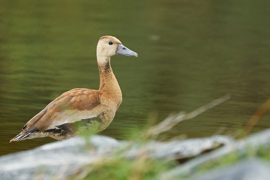 Kara Karınlı Islıkçı Ördek - ML646991956