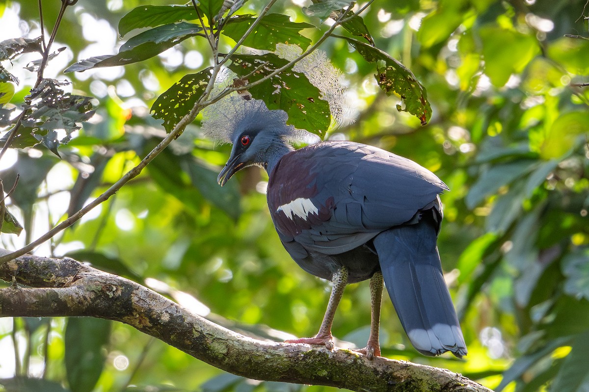 gråbrystkrondue - ML646991957