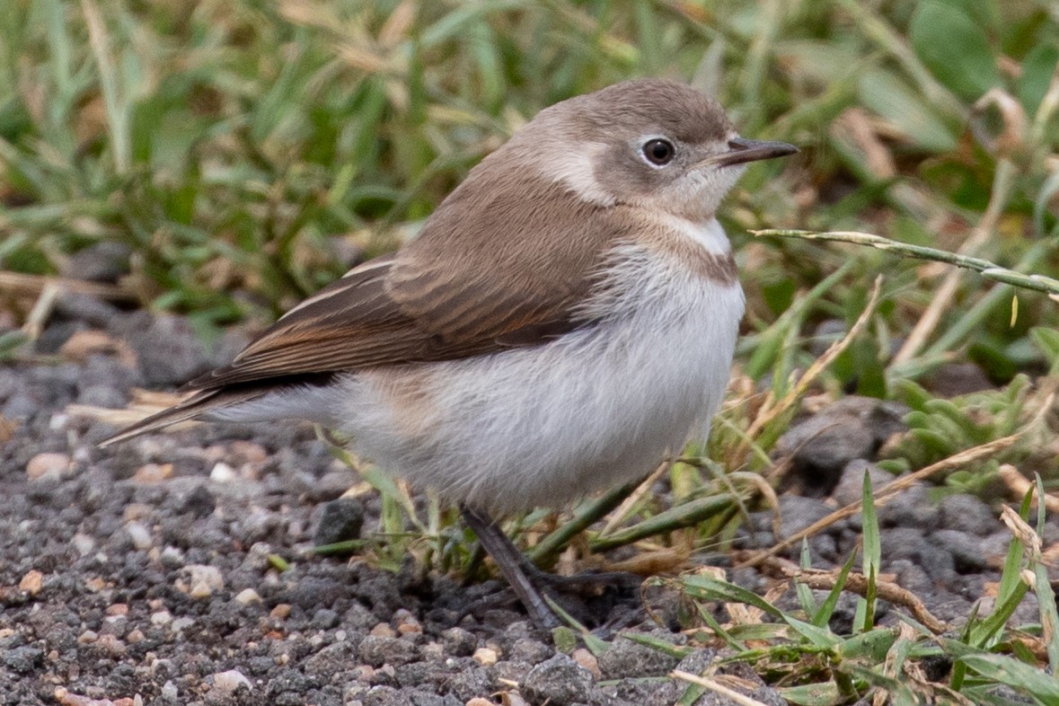 White-fronted Chat - ML646991959