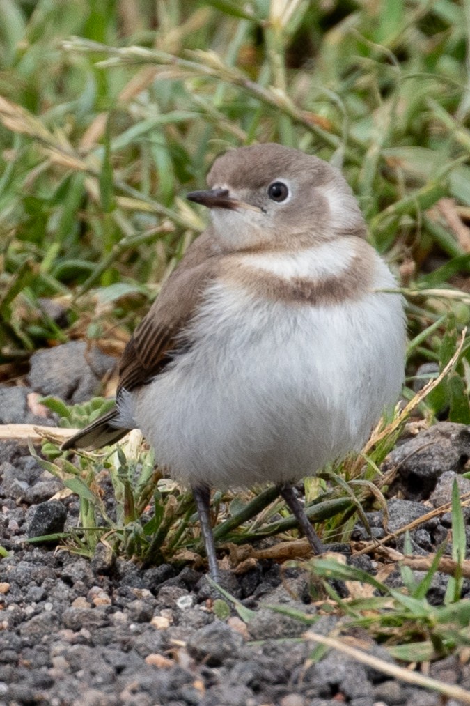 White-fronted Chat - ML646991960