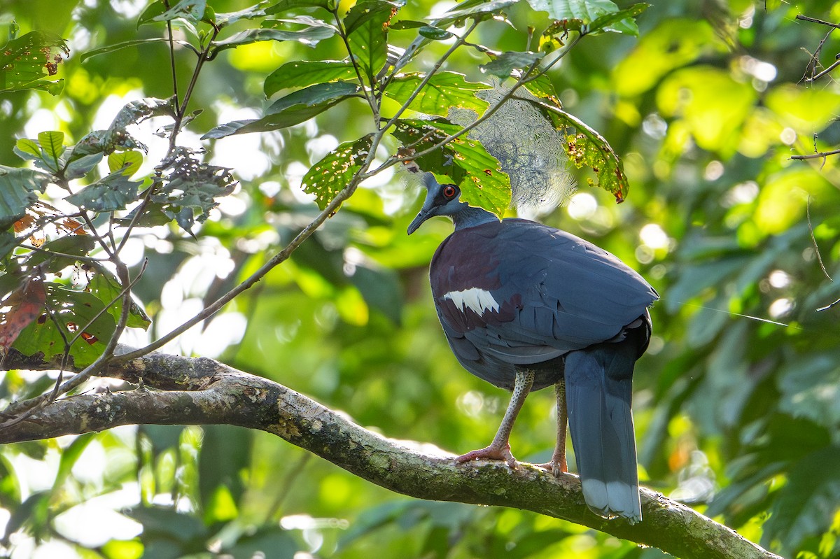 gråbrystkrondue - ML646991961