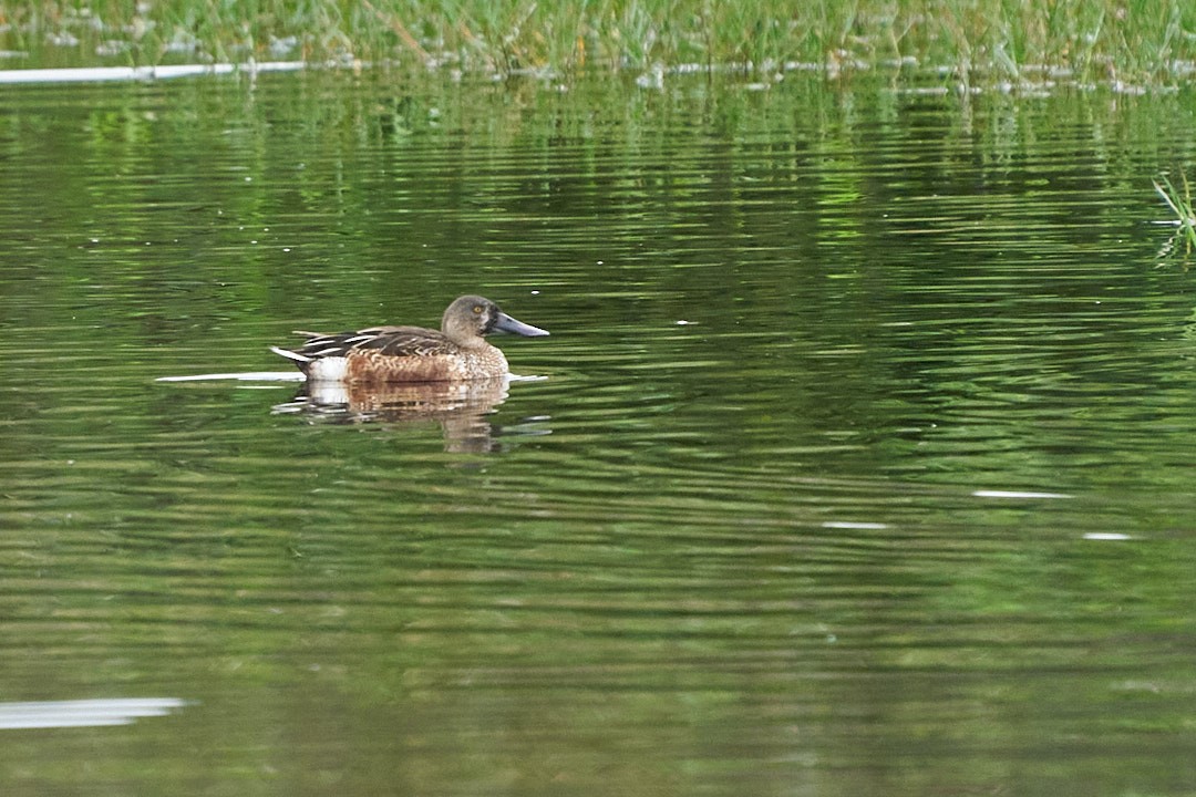 Northern Shoveler - ML646991962