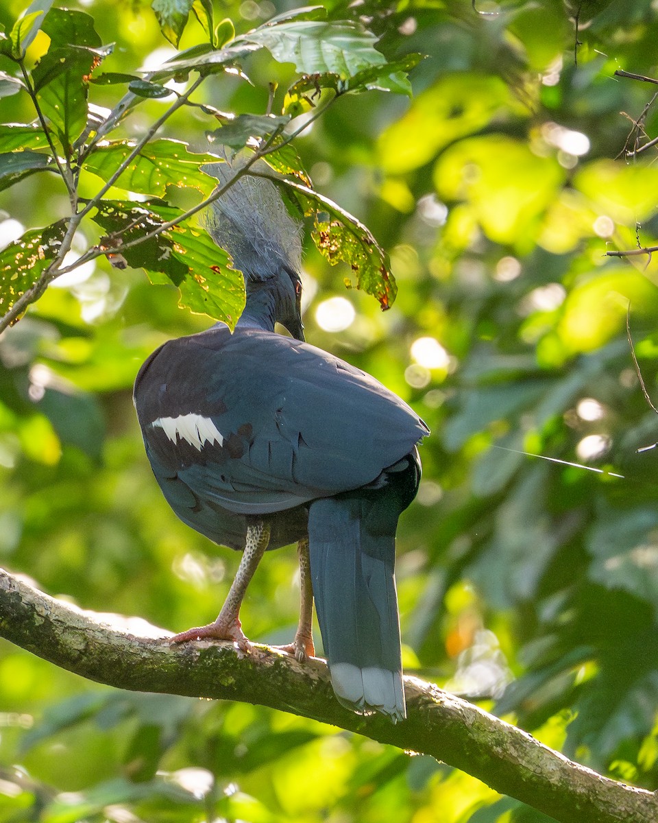 gråbrystkrondue - ML646991963