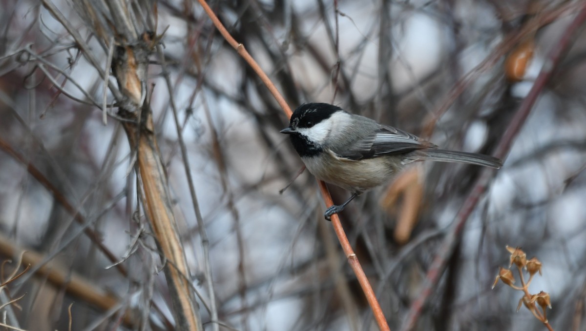 Black-capped x Mountain Chickadee (hybrid) - ML646991965