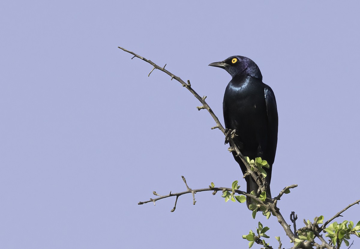 Greater Blue-eared Starling - ML646991966