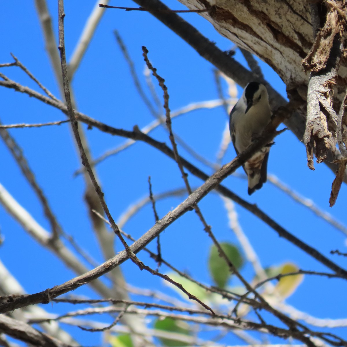 White-breasted Nuthatch - ML646991967