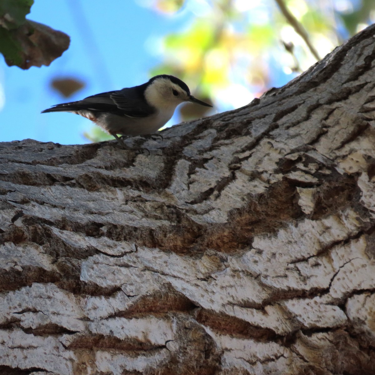 White-breasted Nuthatch - ML646991968