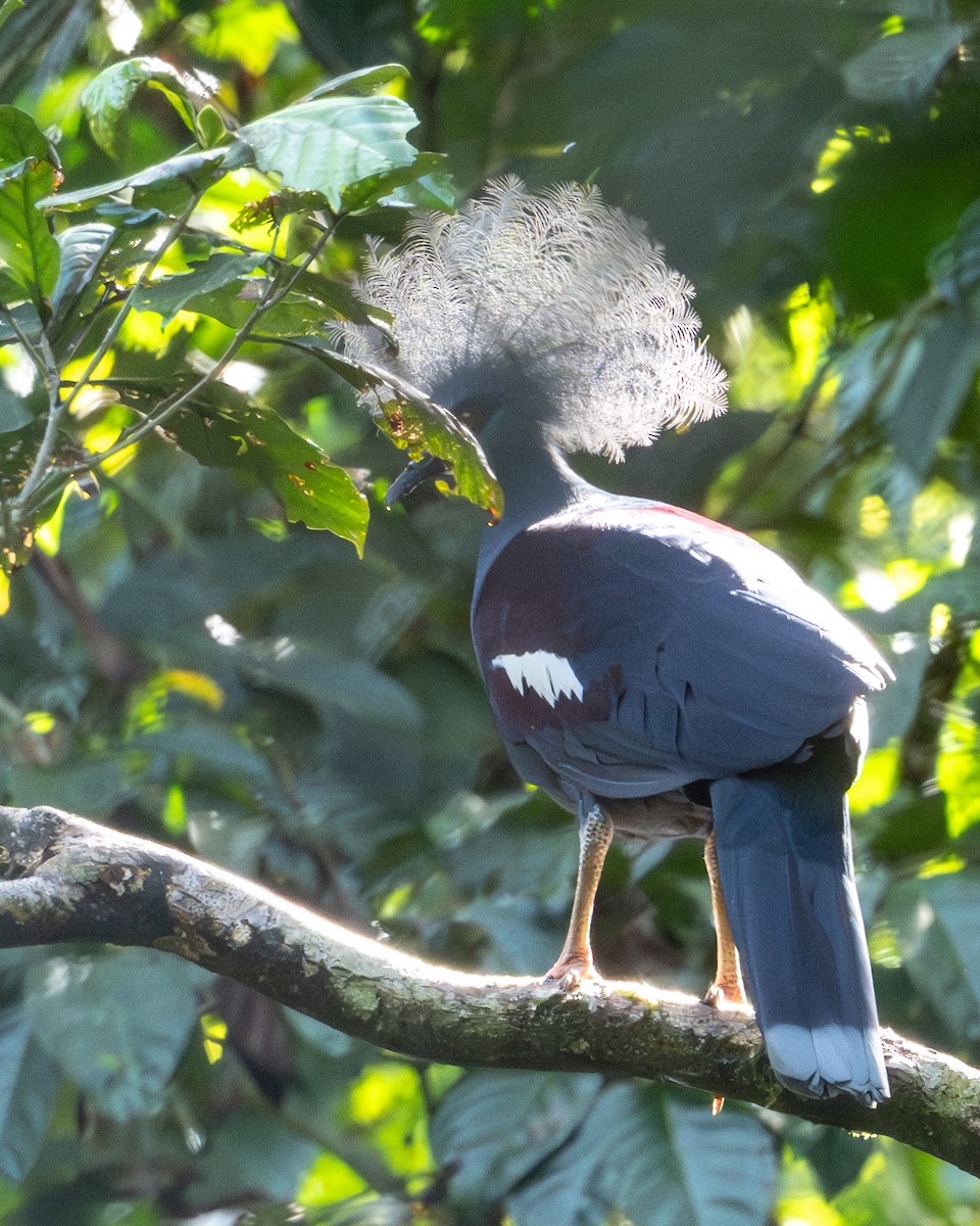 gråbrystkrondue - ML646991969