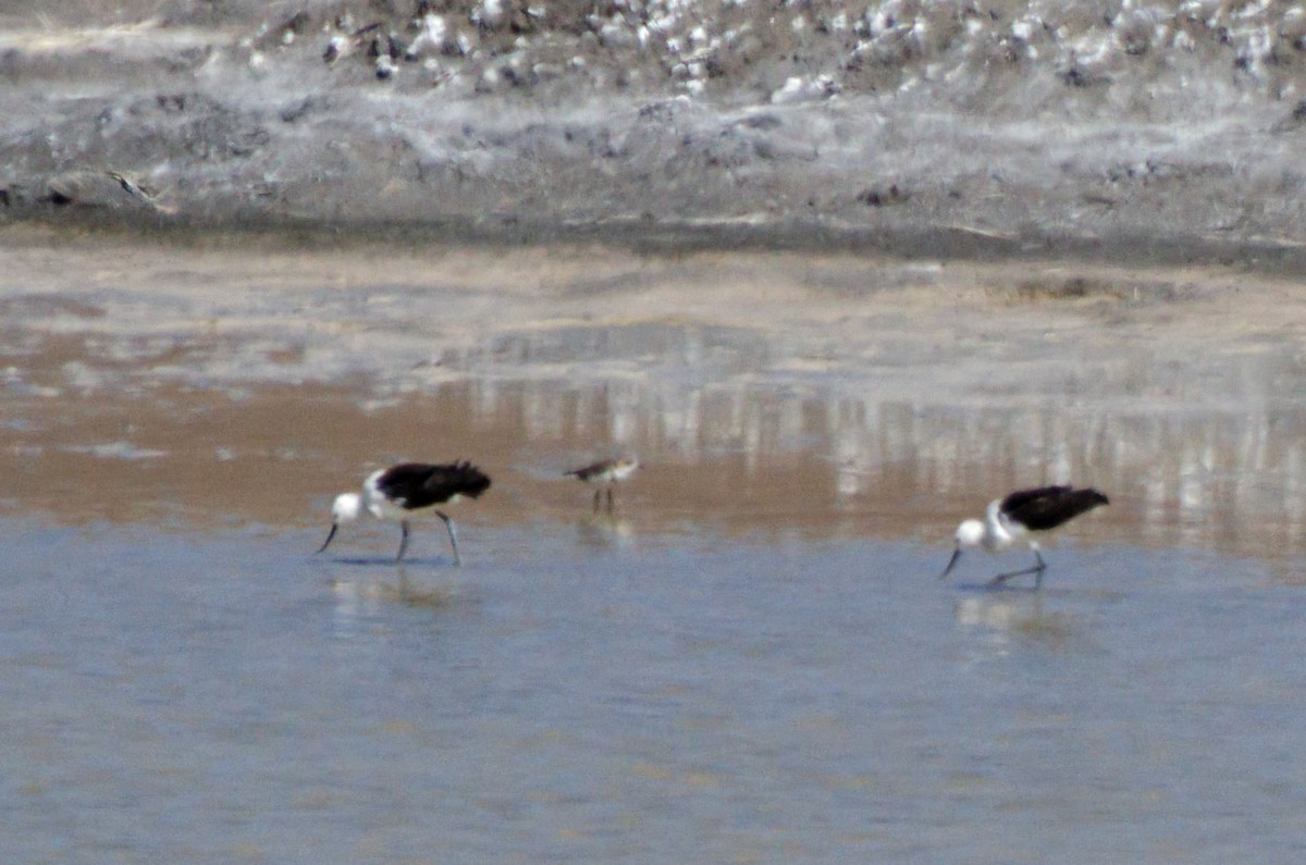 Puna Plover - ML646991970