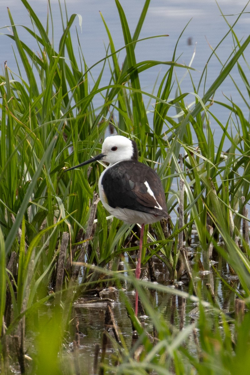 Pied Stilt - ML646991973