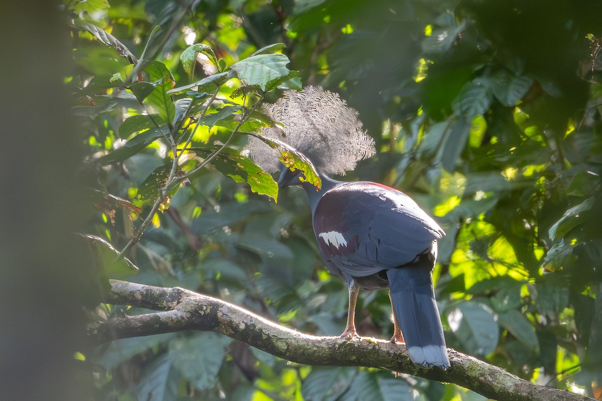 gråbrystkrondue - ML646991976