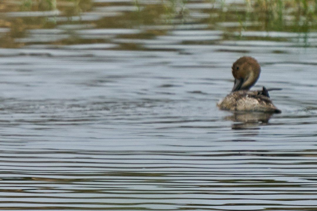 Northern Pintail - ML646991977