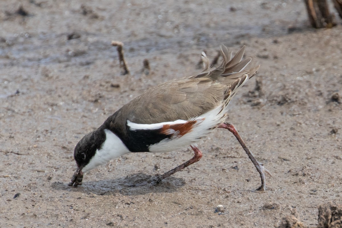 Red-kneed Dotterel - ML646991980