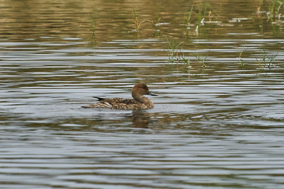 Northern Pintail - ML646991982