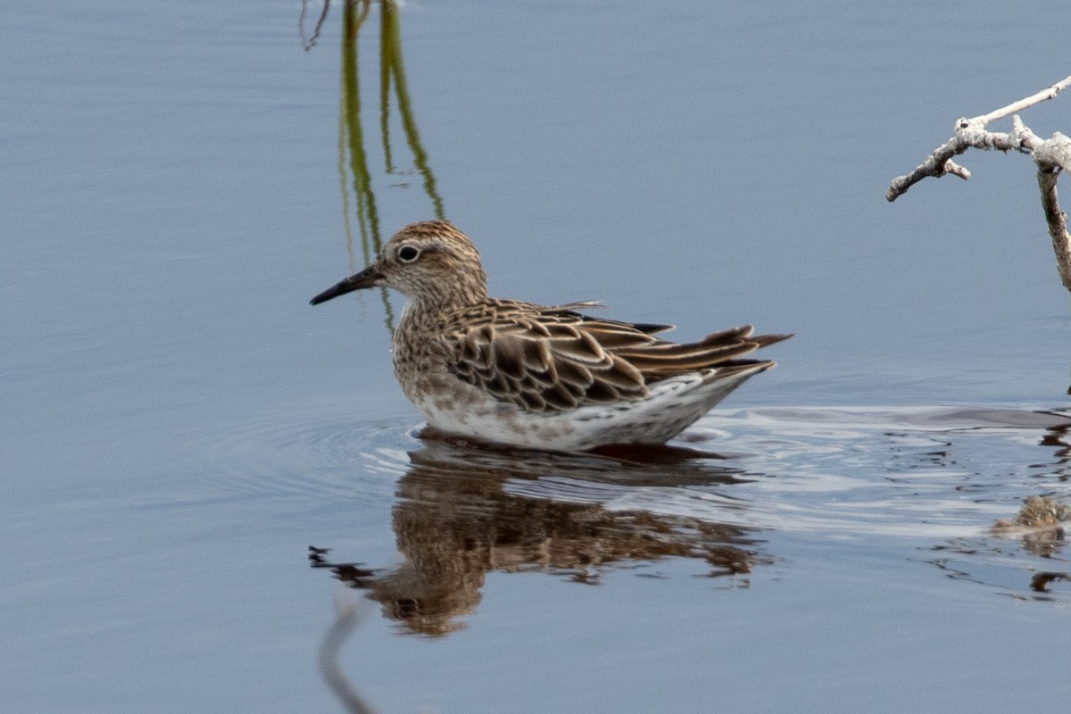 Sharp-tailed Sandpiper - ML646991983