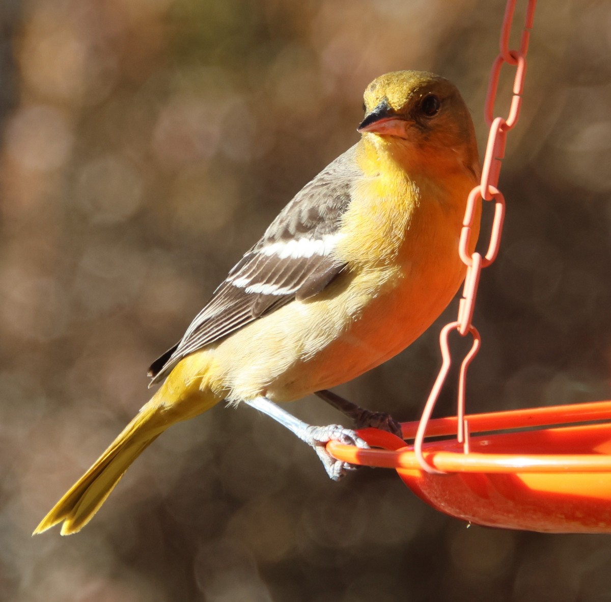 Baltimor Turpiyalı - ML646991985