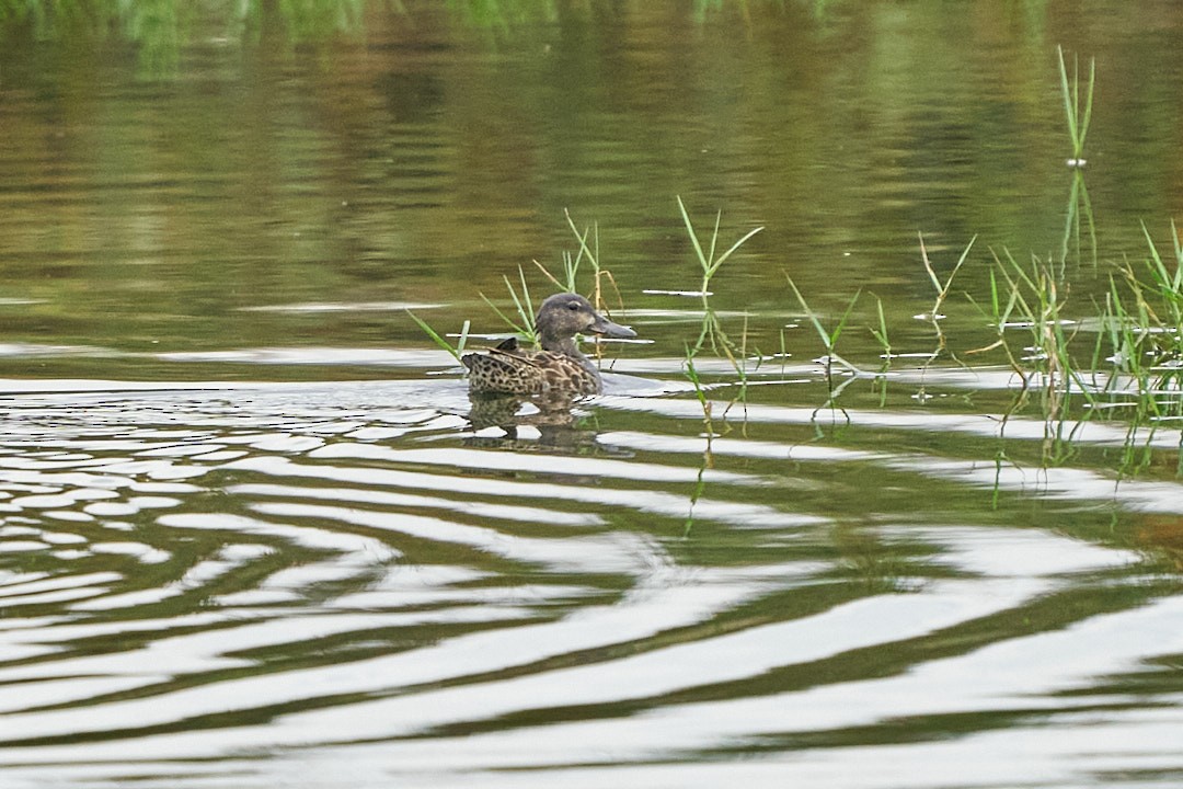 Green-winged Teal - ML646991988
