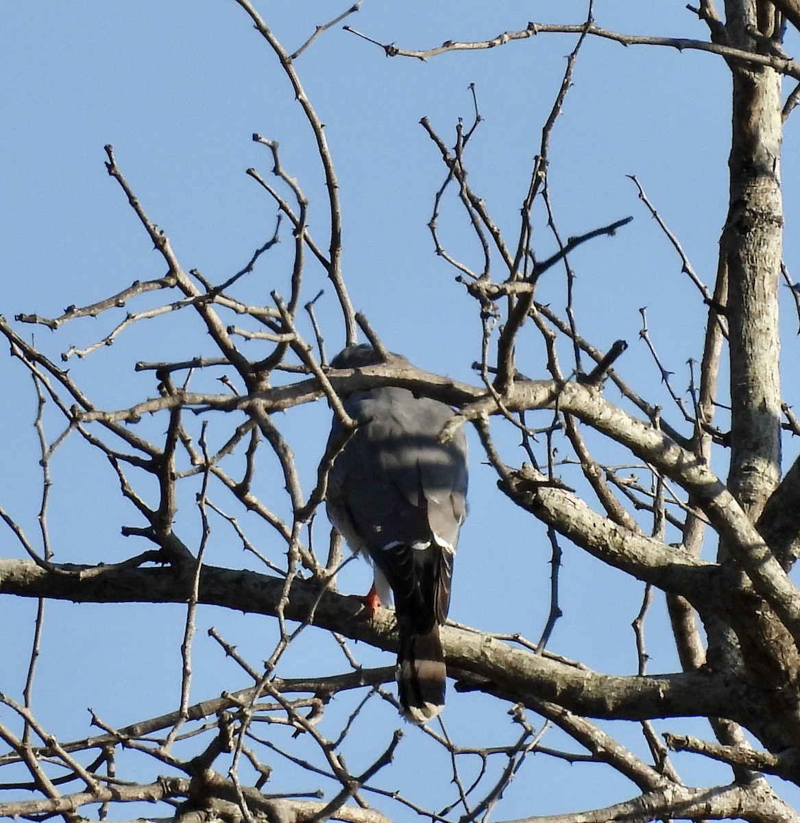 Belatza (Falco) sp. - ML646991989