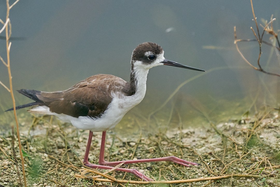 Black-necked Stilt - ML646991993