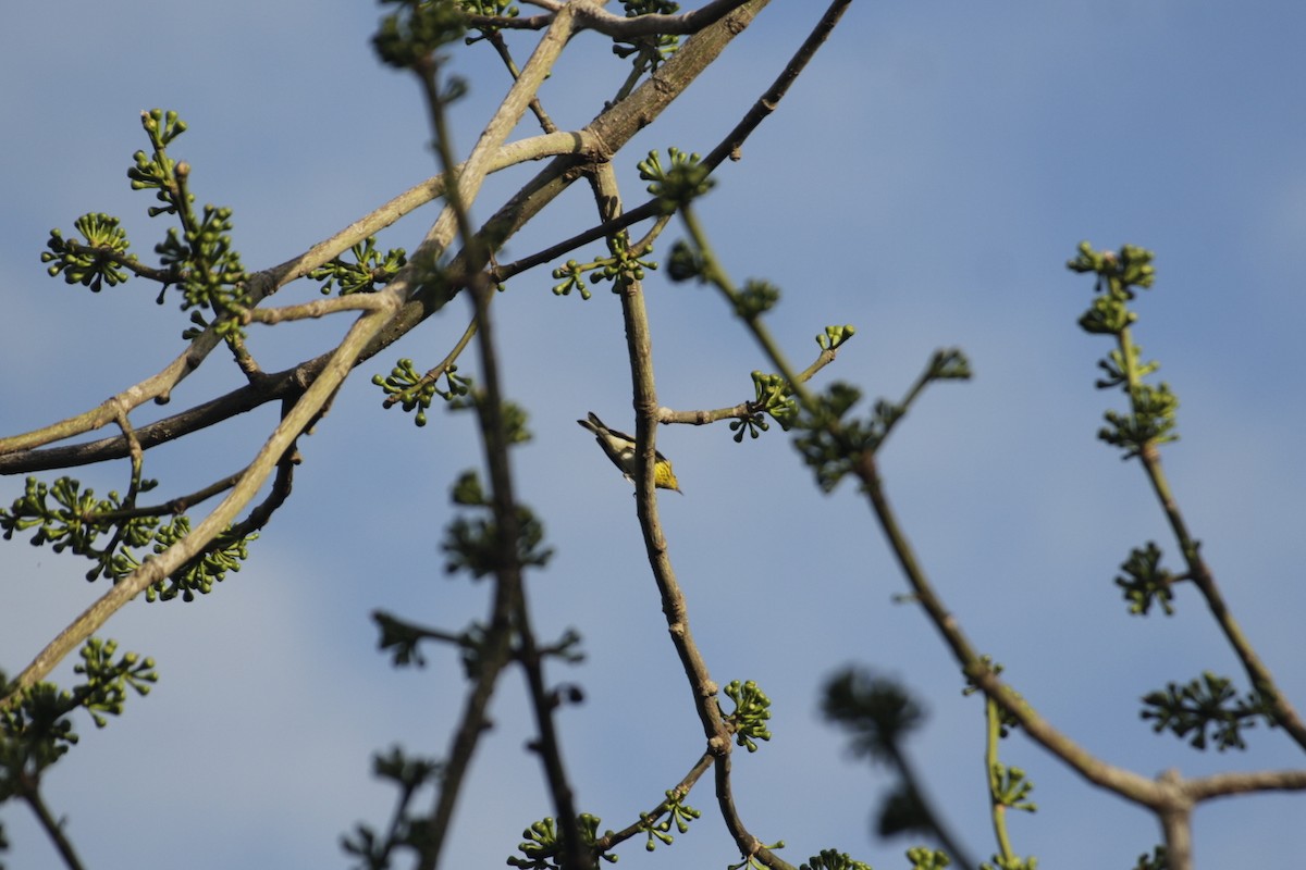 Tigerwaldsänger - ML646991994