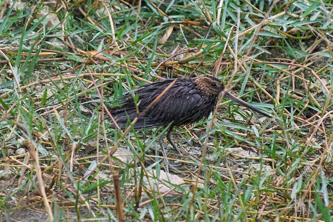 Wilson's Snipe - ML646991998