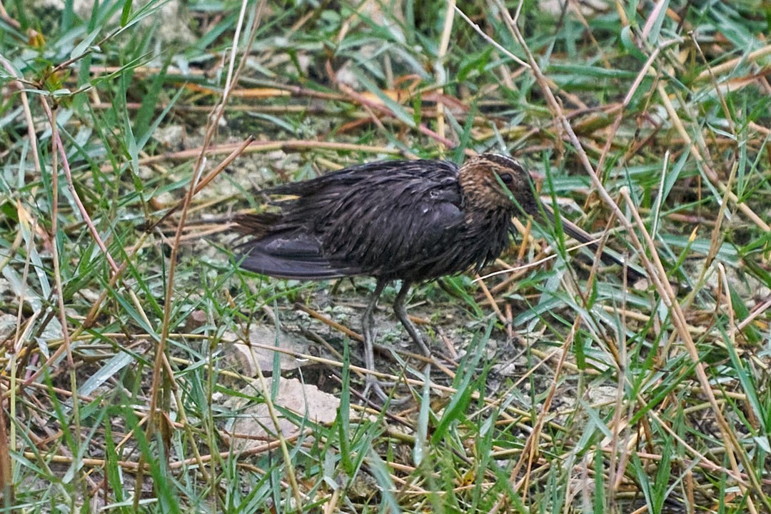 Wilson's Snipe - ML646991999